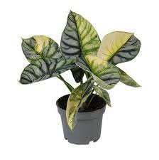 Alocasia Skala Naga Lebih dari Sekadar Tanaman, Ini Dia Inspirasi Dekorasinya!
