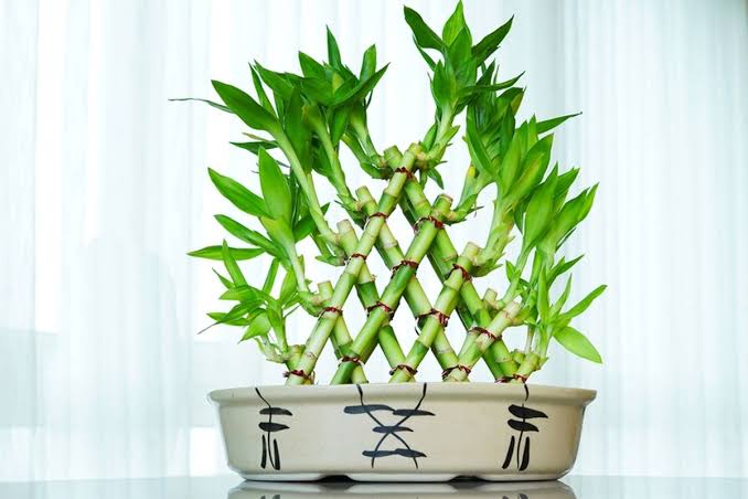 Kreasi Dekorasi dengan Bambu Rejeki, Hijaukan Rumah dengan Sentuhan Estetik