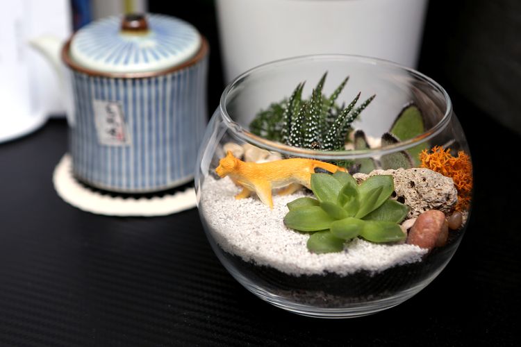 Yuk, Mulai Membuat Terarium! Ini Dia Bahan dan Alat yang Dibutuhkan
