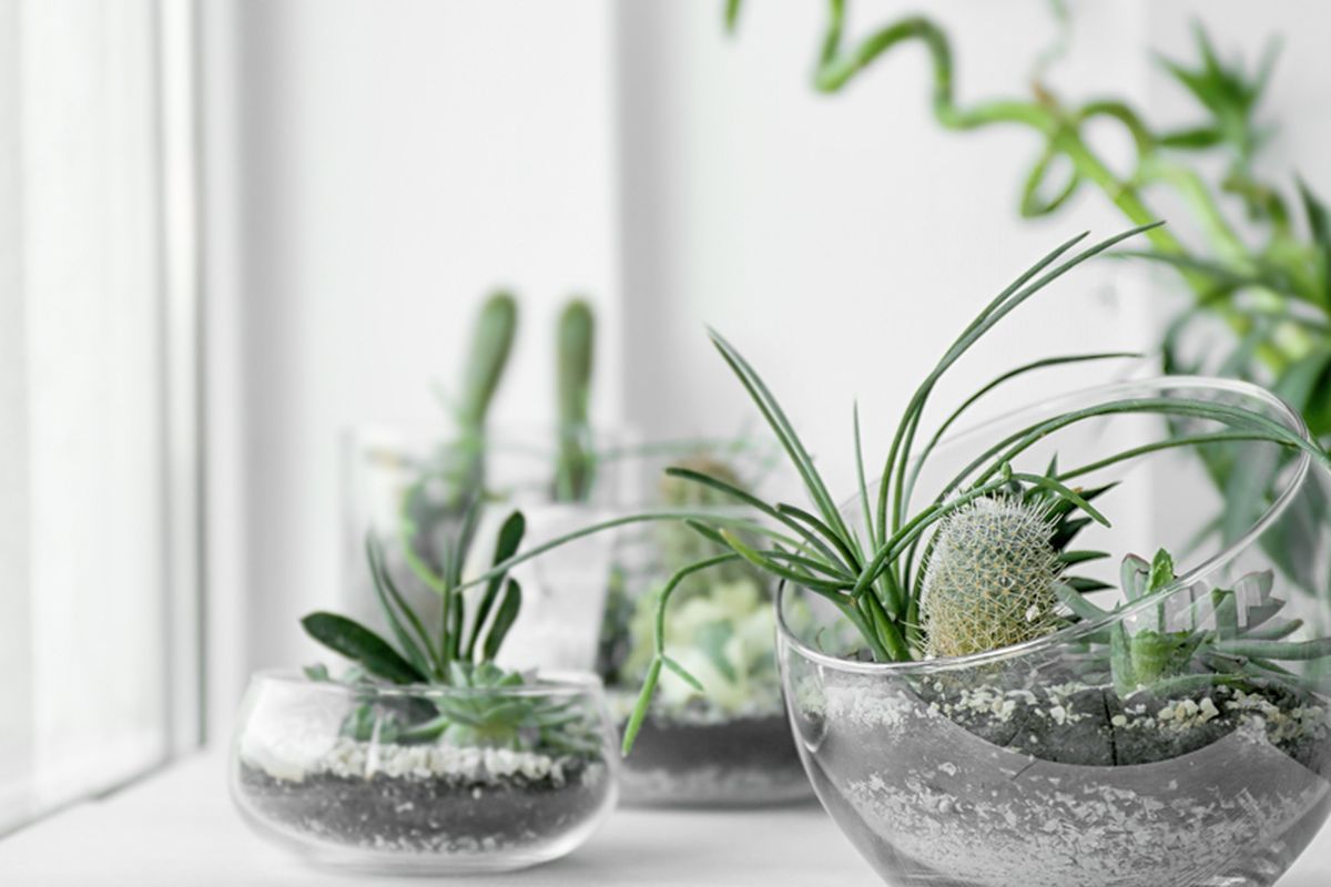 5 Langkah Mudah Membuat Terarium Mini di Rumah