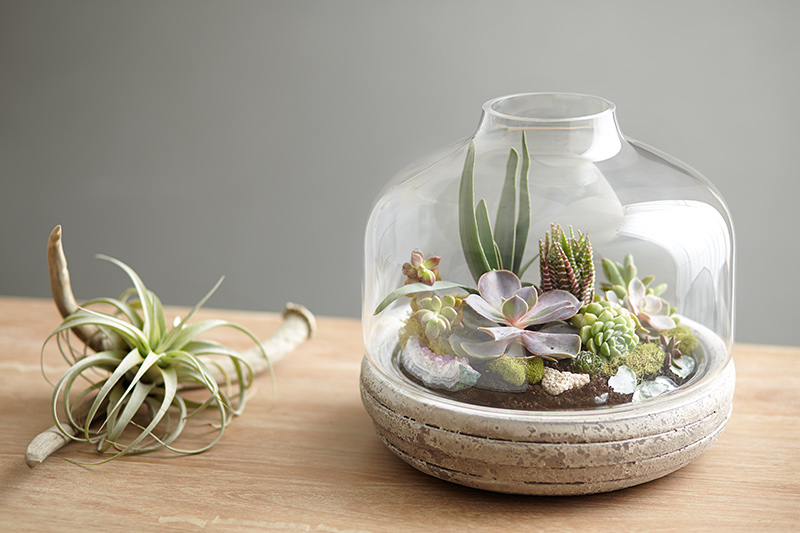 Merawat Terarium Agar Tetap Sehat dan Indah
