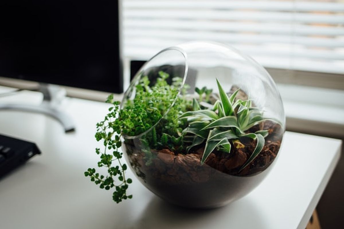 Inspirasi Desain Terarium, Ciptakan Dunia Mini yang Menakjubkan