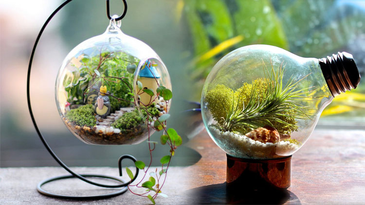 Mengatasi Masalah Umum pada Terarium agar Tetap Sehat dan Indah