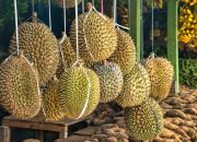 5 Ciri Durian yang Bagus dan Matang, Dijamin Manis Legit