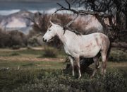 5 Spirit Animal Sagitarius, Simbol Petualangan dan Kebebasan