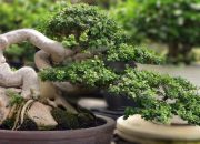 Inspirasi Desain Bonsai Mame dari Alam, Membawa Keindahan Alam Mini ke Rumah
