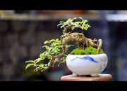 Memilih Pohon yang Tepat untuk Bonsai Mame, Kunci Sukses dalam Merawat Bonsai Mini