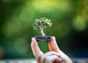 Kupas Tuntas Bonsai Mame, Keindahan Alam dalam Genggaman Tangan