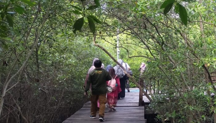 Wisata Kebun Raya Mangrove Surabaya Siapkan Wahana Sekoci dan Kolam Pancing