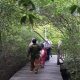 Wisata Kebun Raya Mangrove - Petugas mendampingi wisatawan ketika menyusuri kebun raya mangrove
