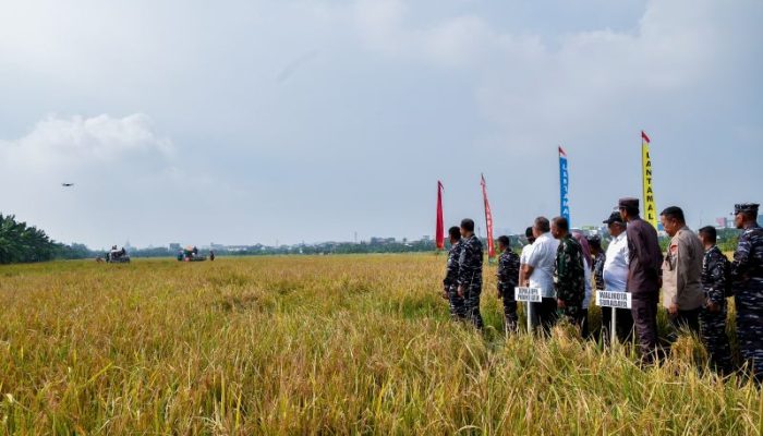 10 Persen Hasil Produksi Lahan Pertanian Di Surabaya Bersumber dari Lahan Milik TNI AL