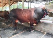 Idul Adha 1446 H,Keluarga Bung Karno Kurban Sapi untuk Masyarakat Kota dan Kabupaten Blitar