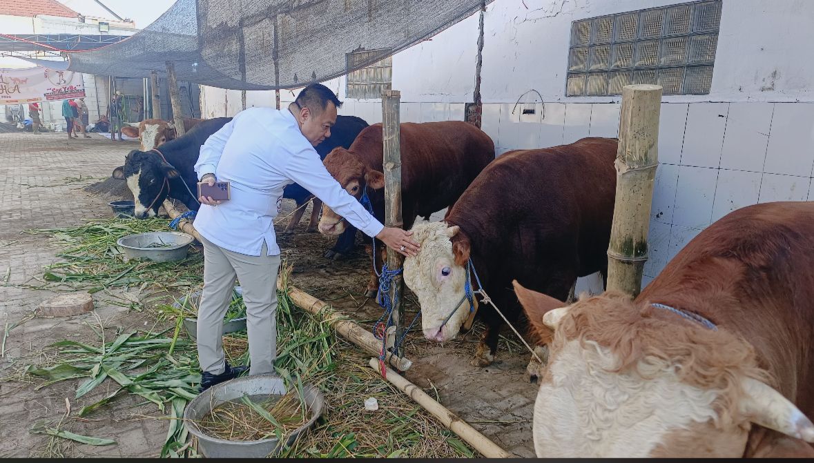 Cak Yebe saat memeriksa hewan kurban sebelum disembelih
