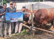 Penyaluran hewan kurban perumda Surya Sembada Kota Surabaya