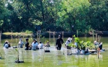 Pemkot Surabaya–WVI Tanam 1.000 Bibit Mangrove di Wonorejo