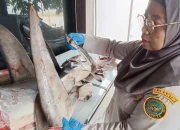 Karantina Ketapang Banyuwangi Gagalkan Penyelundupan 120 Kg Hiu Langka Apendiks II CITES