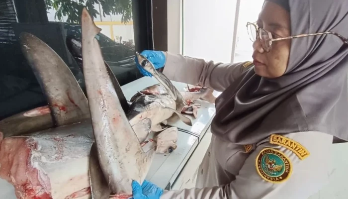 Karantina Ketapang Banyuwangi Gagalkan Penyelundupan 120 Kg Hiu Langka Apendiks II CITES