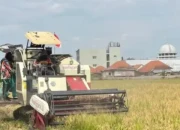 Bulog Kediri Mulai Serap Gabah Petani Rp6.500 per Kilogram untuk Perkuat Cadangan Pangan