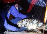 Rekapitulasi 2025: Damkar Ponorogo Tangani 539 Aksi Penyelamatan Non-Kebakaran