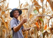 Produksi Melimpah, Indonesia Resmi Swasembada dan Hentikan Impor Jagung pada 2026