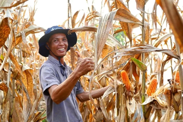Produksi Melimpah, Indonesia Resmi Swasembada dan Hentikan Impor Jagung pada 2026