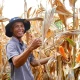 Ilustrasi panen jagung-01-06_at_07_58_32