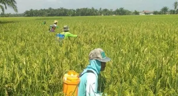 Ilustrasi petani padi