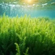 Ilustrasi rumput laut