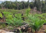 Ilustrasi sawit ilegal