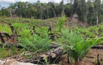 Ilustrasi sawit ilegal