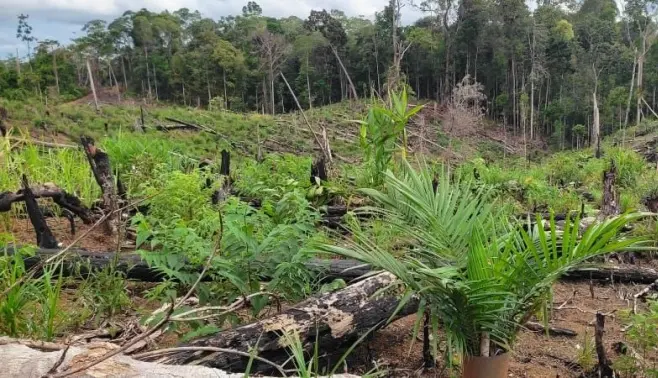 Ilustrasi sawit ilegal