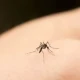 nyamuk Aedes aegypti.