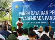 Banyuwangi Perkuat Lumbung Pangan Nasional dengan Surplus Beras dan Jagung Signifikan