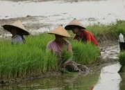 perempuan menanam bibit padi 