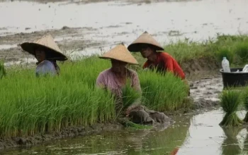 perempuan menanam bibit padi 