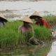 perempuan menanam bibit padi 