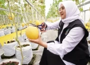 Buah hasil dari teknik hidroponik.jpg