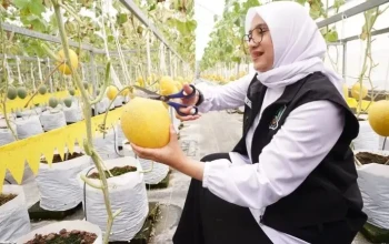 Buah hasil dari teknik hidroponik.jpg