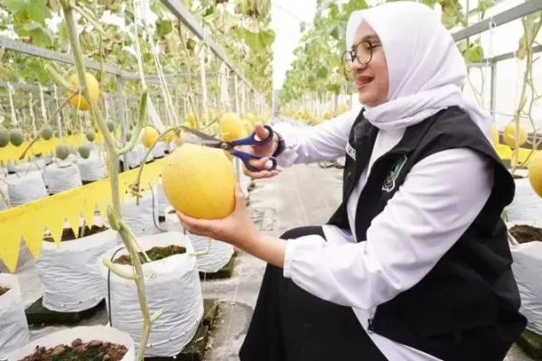 Pemkab Banyuwangi Dorong Pengembangan Melon Hidroponik Kualitas Premium