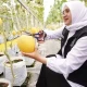 Buah hasil dari teknik hidroponik.jpg
