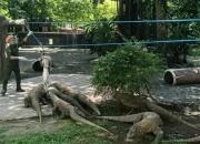 Operasional KBS Selama Ramadan: Tetap Buka Setiap Hari dengan Program Feeding Time