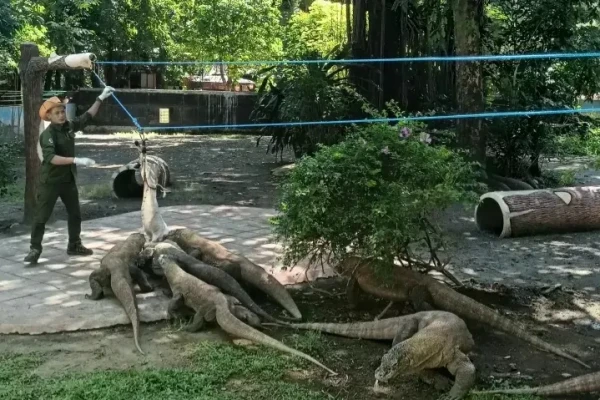 Operasional KBS Selama Ramadan: Tetap Buka Setiap Hari dengan Program Feeding Time