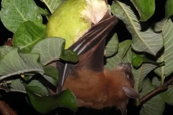 Cegah Virus Nipah, Dinkes Pamekasan Imbau Warga Hindari Buah Bekas Gigitan Kelelawar dan Legen