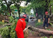 BPBD Nganjuk Ingatkan Warga Waspada Cuaca Ekstrem dan Potensi Pohon Tumbang