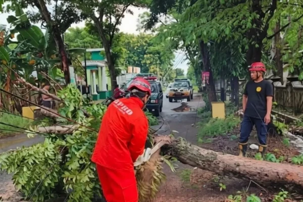 BPBD Nganjuk Ingatkan Warga Waspada Cuaca Ekstrem dan Potensi Pohon Tumbang