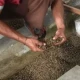 Inovasi Budi Daya Maggot