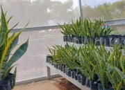 DLHP Magetan Budidayakan Lidah Mertua Jadi Benteng Penyerap Polusi di TPA