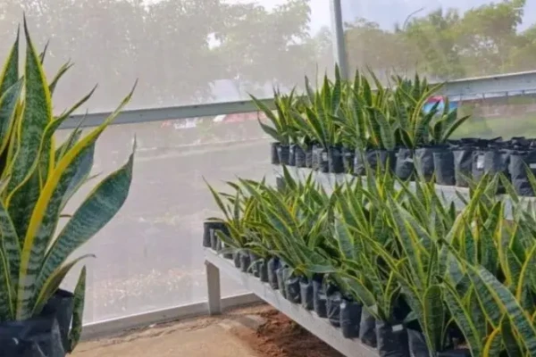 DLHP Magetan Budidayakan Lidah Mertua Jadi Benteng Penyerap Polusi di TPA