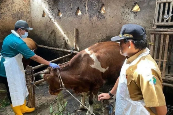 Pemkot Malang Masifkan Vaksinasi 1.000 Dosis Guna Tekan Penyebaran PMK