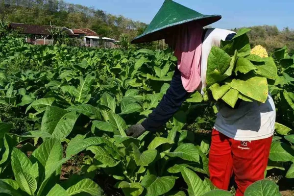 Pemkab Ponorogo Rancang Ulang Program 2026 Akibat Penurunan Drastis Dana Bagi Hasil Cukai Tembakau
